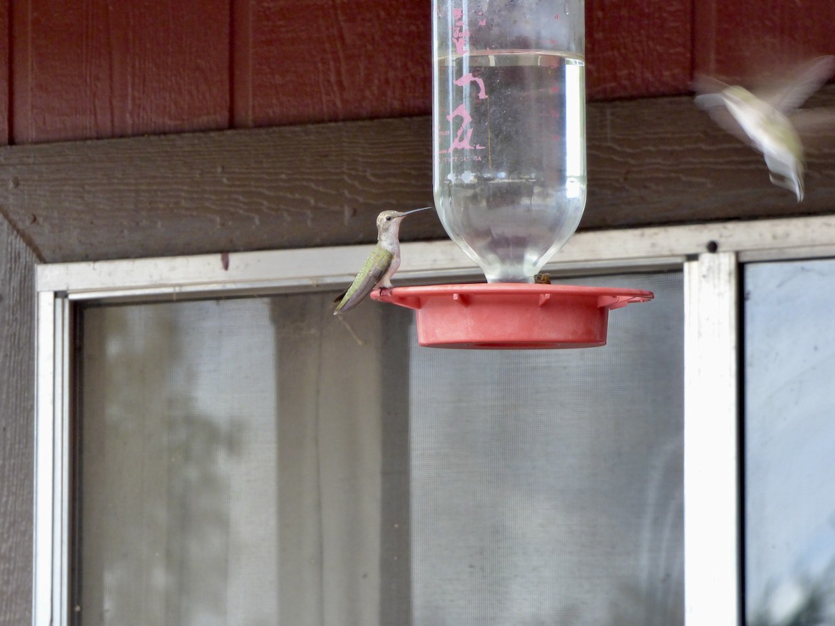 Black-chinned Hummingbird - ML480459461
