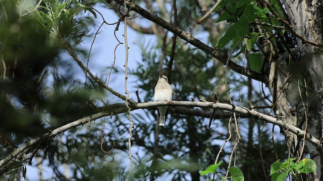 Common Woodshrike - ML480459601