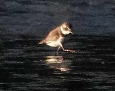 Semipalmated Plover - ML480459991