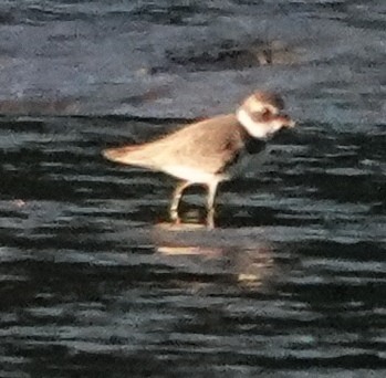 Semipalmated Plover - Joseph Olson