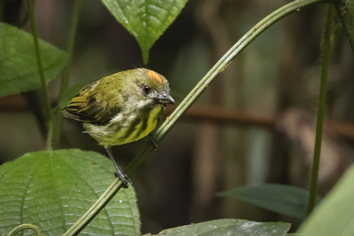 Yellow-breasted Flowerpecker - Cindy Quek