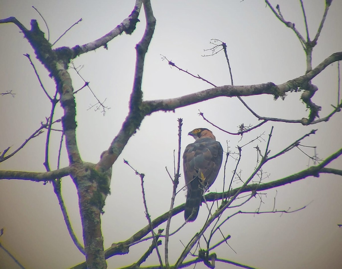 Gray-bellied Hawk - ML480460731