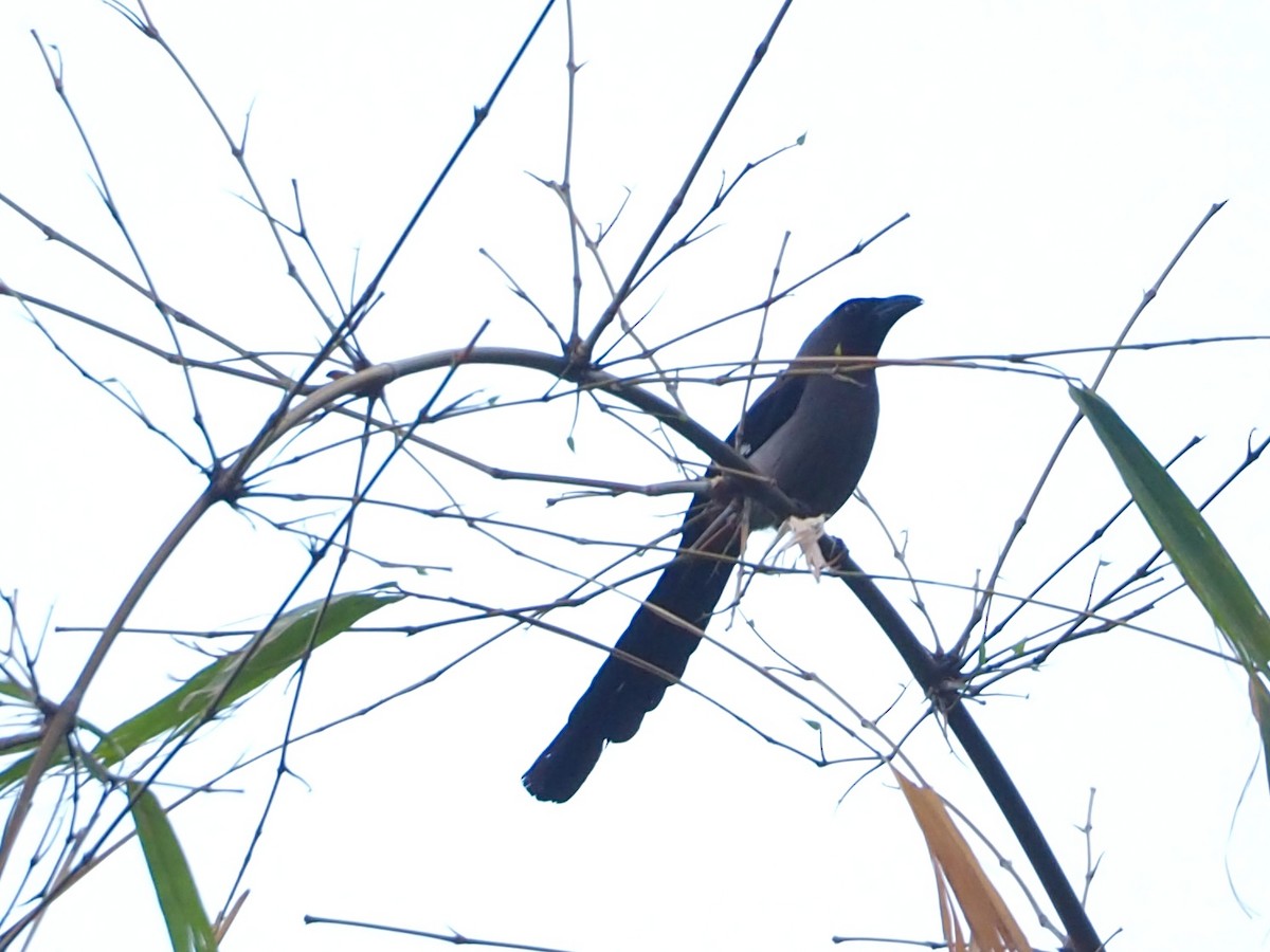 Gray Treepie - ML480461951