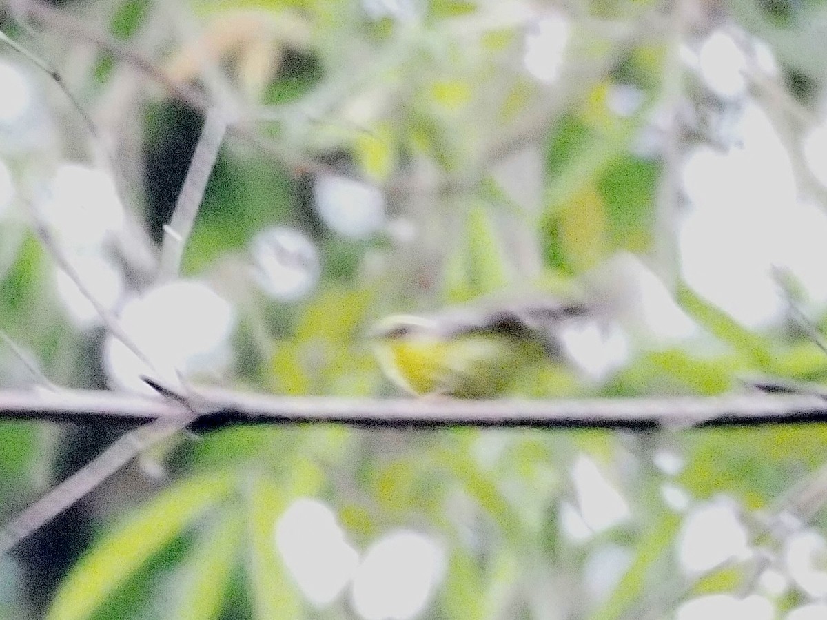 Yellow-bellied Fairy-Fantail - ML480462251