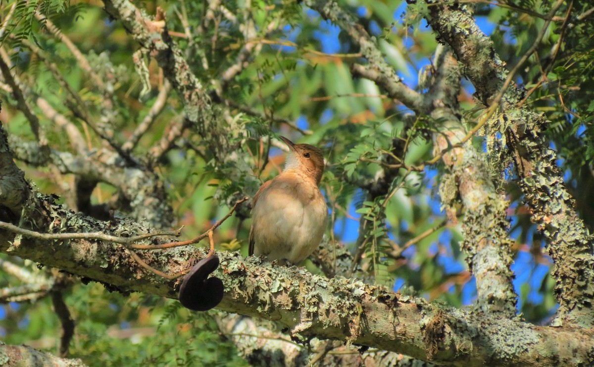 Rufous Hornero - ML480462501