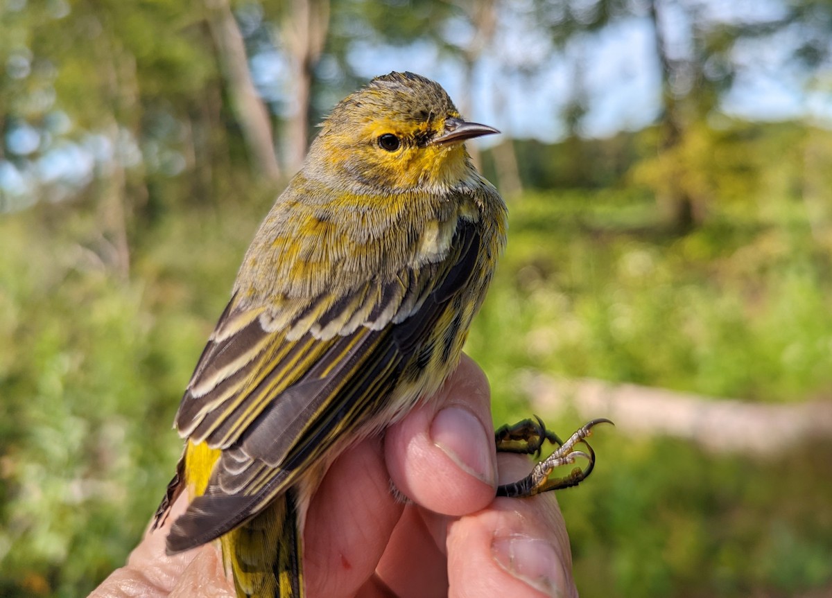 Cape May Warbler - LeJay Graffious