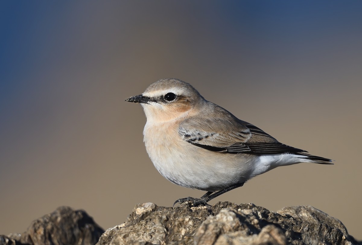 Northern Wheatear - ML480463371