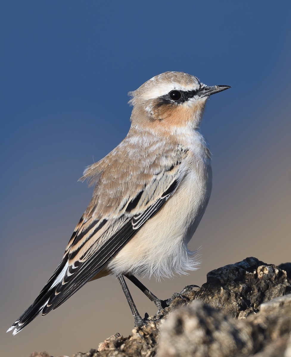 Northern Wheatear - Manuel Segura Herrero