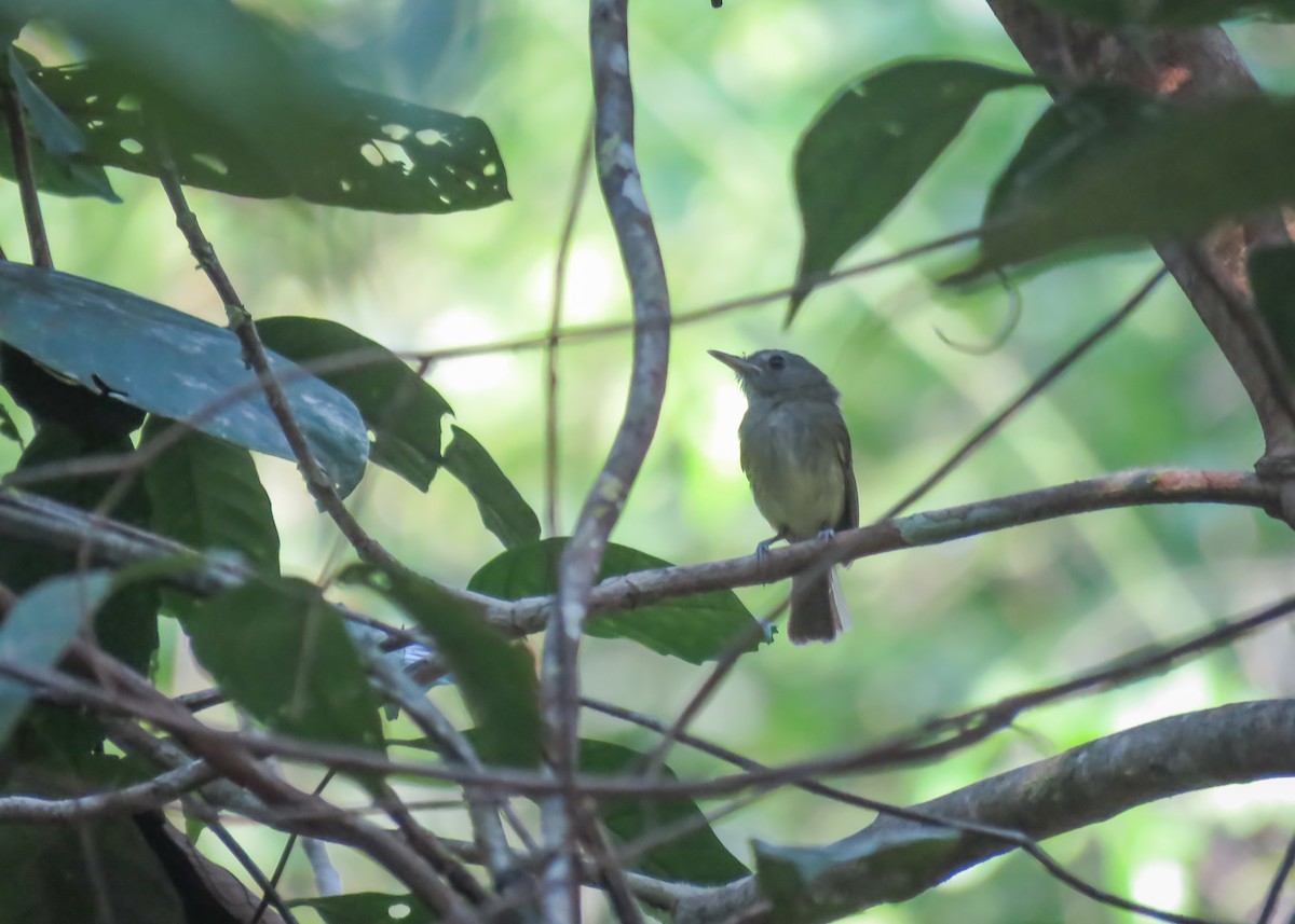 Boat-billed Tody-Tyrant - ML480463561