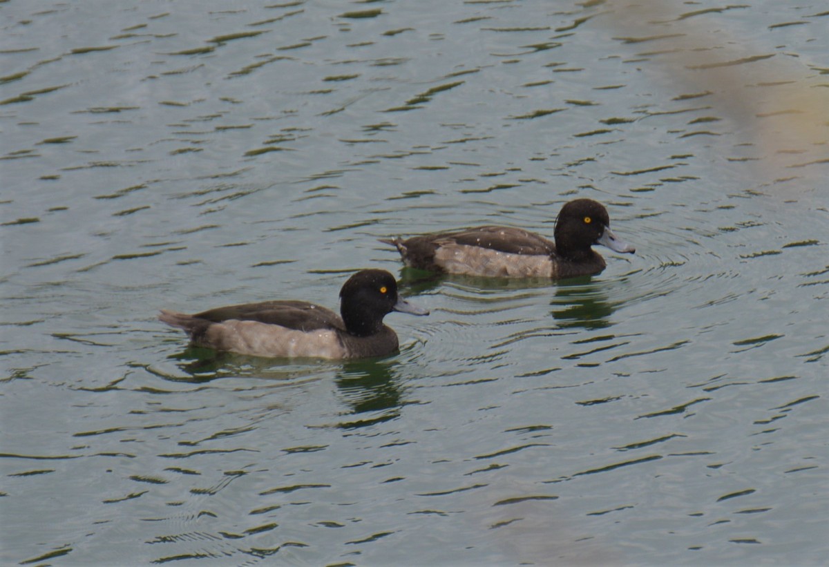 Tufted Duck - ML480464301
