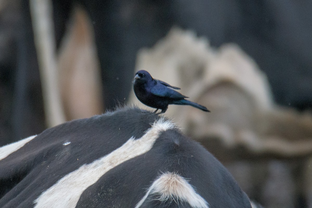 Shiny Cowbird - ML480465071