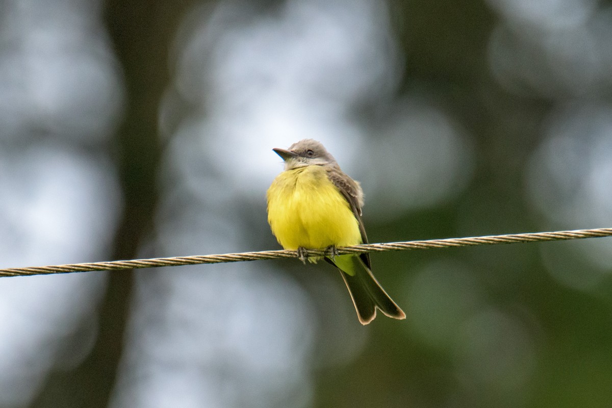 Tropical Kingbird - Michal Lukaszewicz