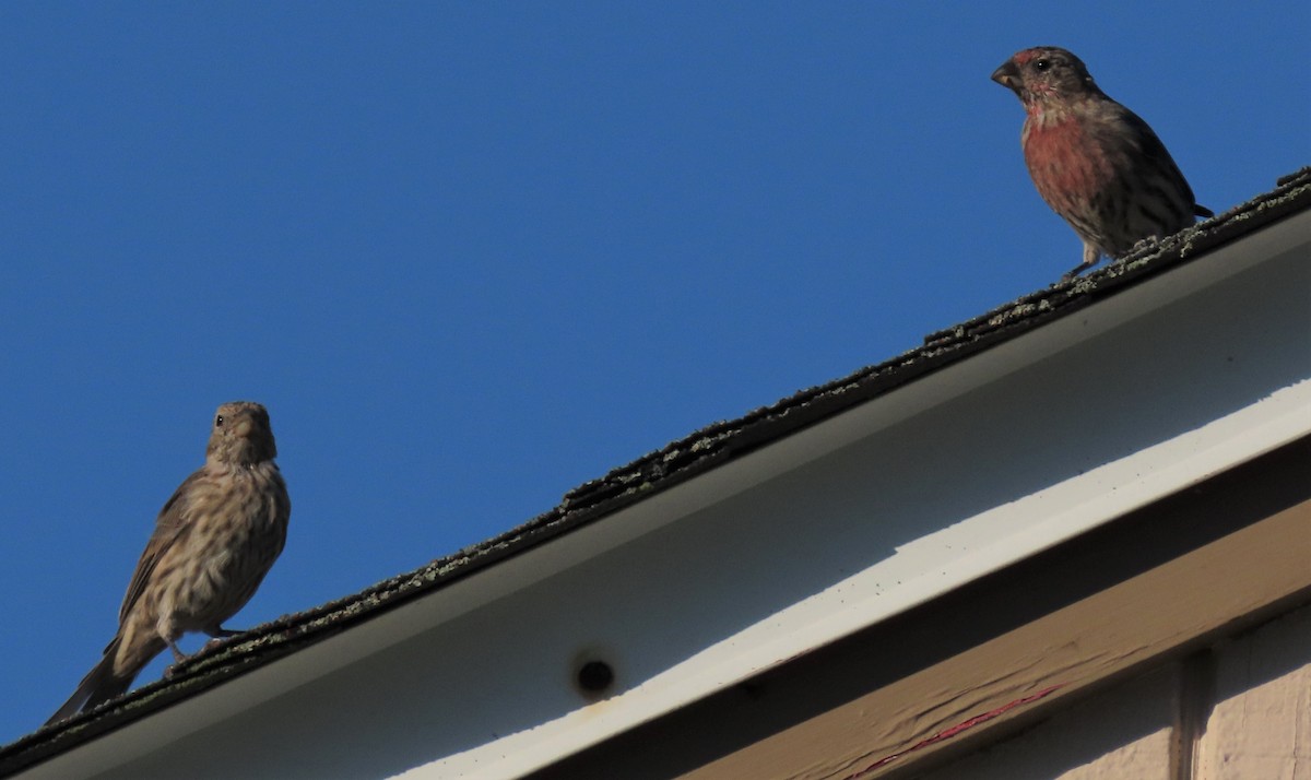 House Finch - Anne Mytych