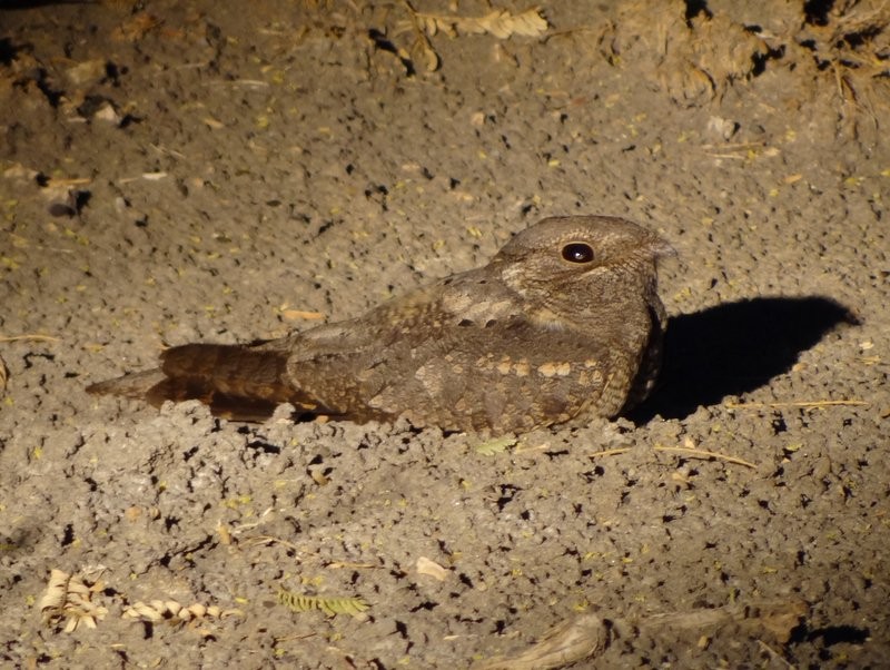 Plain Nightjar - ML48046631