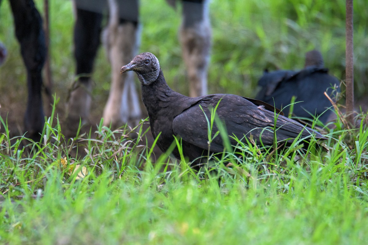 Black Vulture - Michal Lukaszewicz