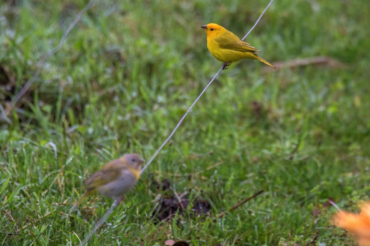 Saffron Finch - Michal Lukaszewicz