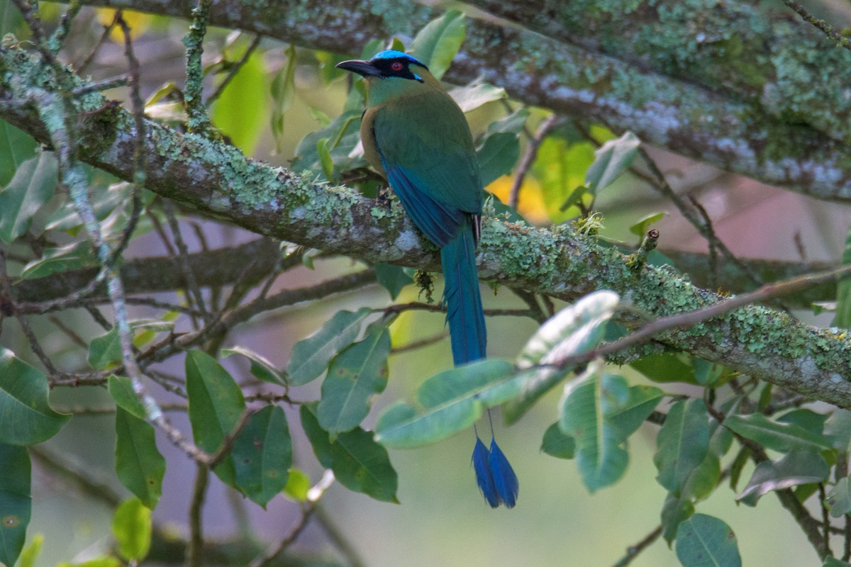 Andean Motmot - Michal Lukaszewicz