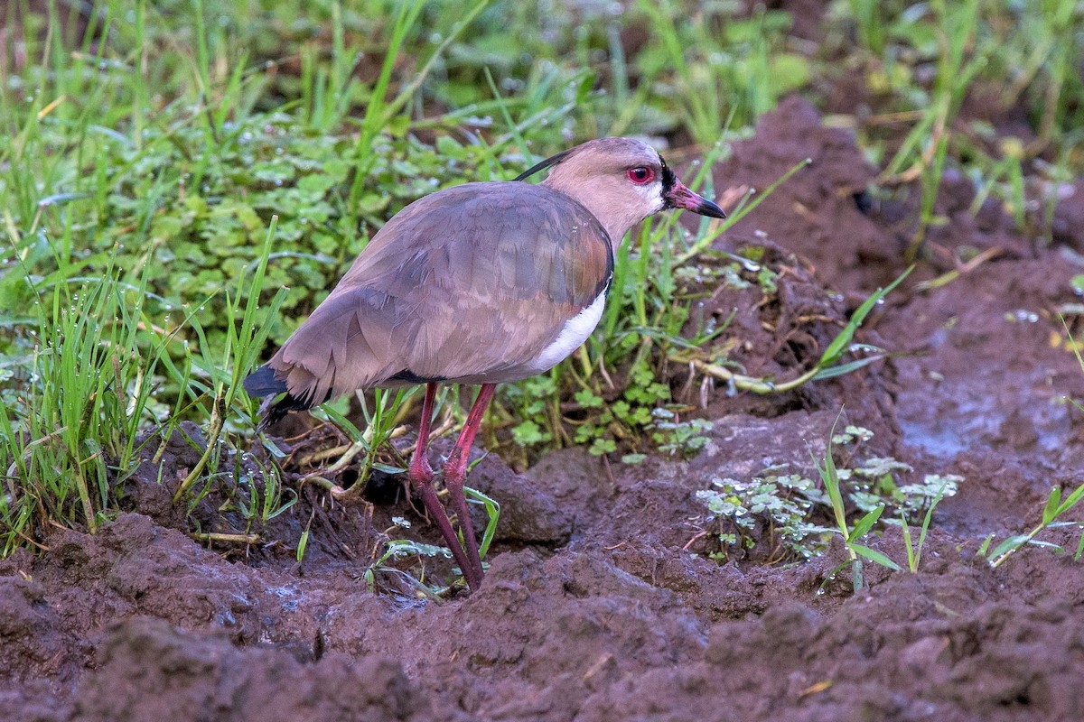 Southern Lapwing - ML480469731