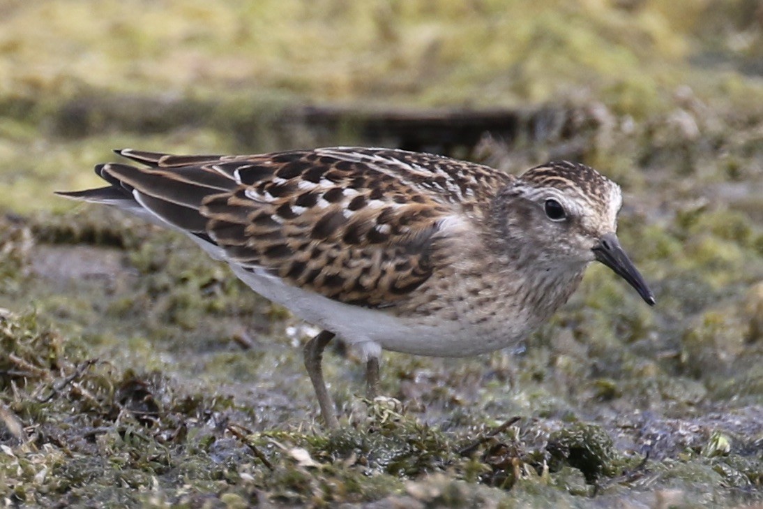 Wiesenstrandläufer - ML480470071