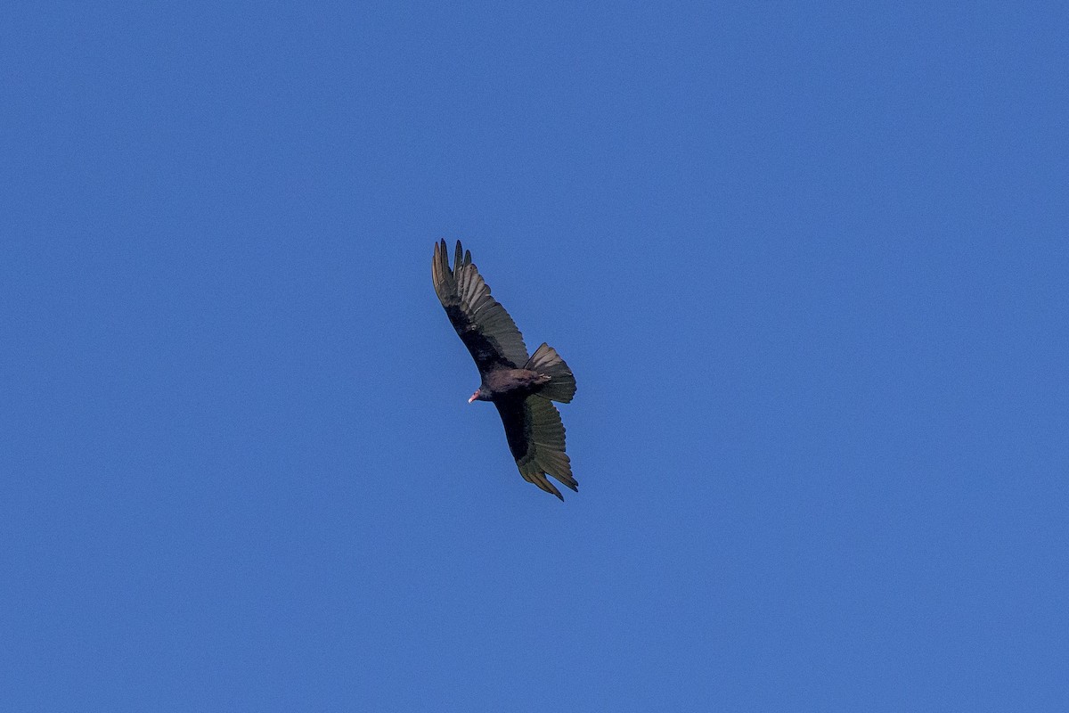 Turkey Vulture - Michal Lukaszewicz