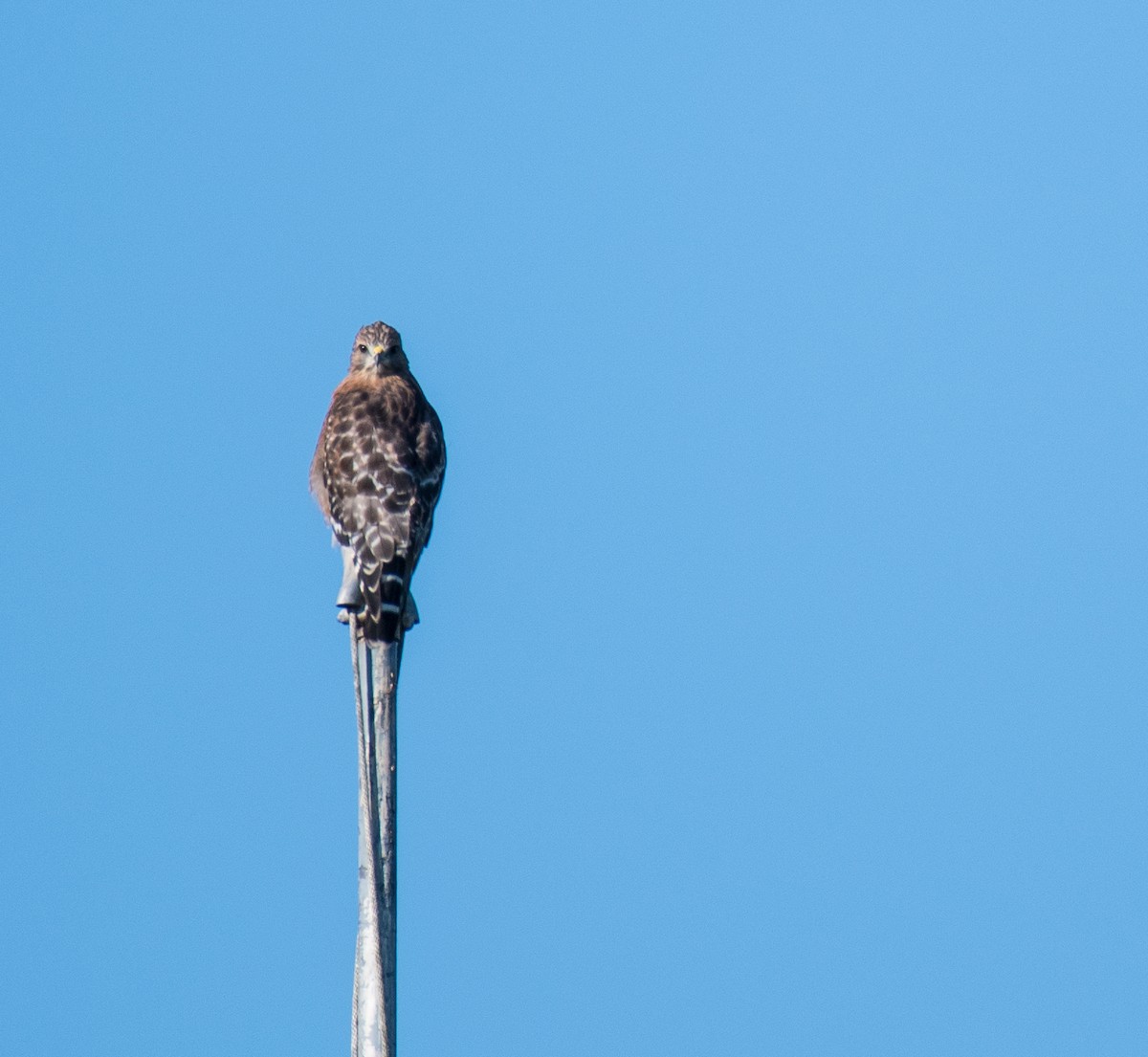 Red-shouldered Hawk - ML480470201