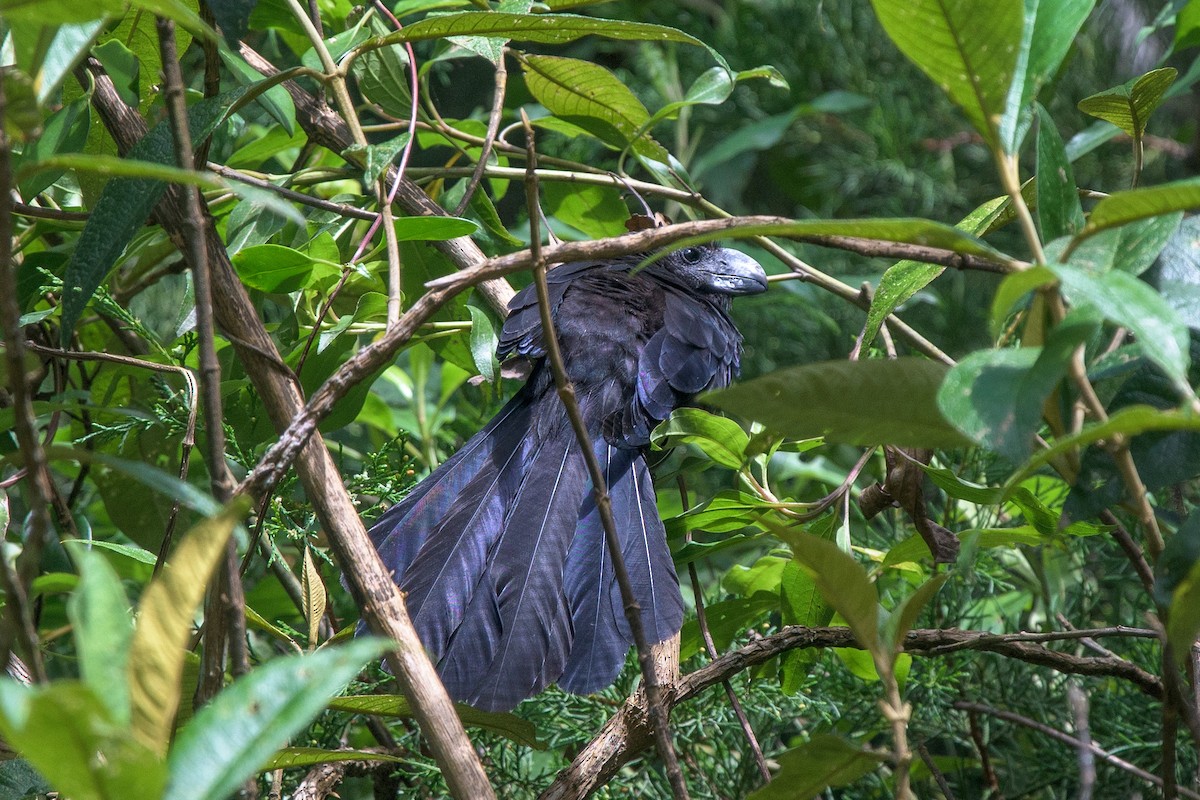 Smooth-billed Ani - ML480470861