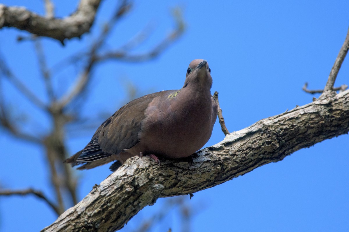 Eared Dove - Michal Lukaszewicz