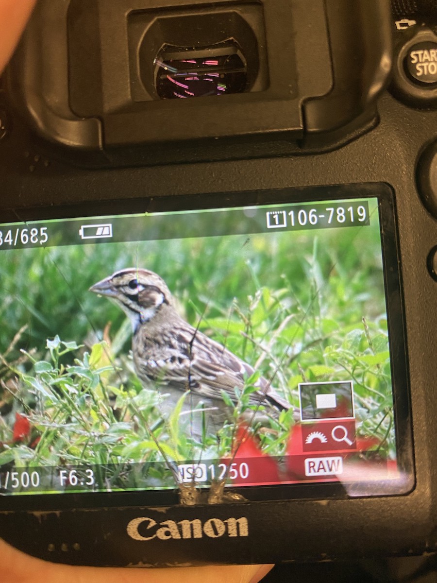 Lark Sparrow - ML480472041