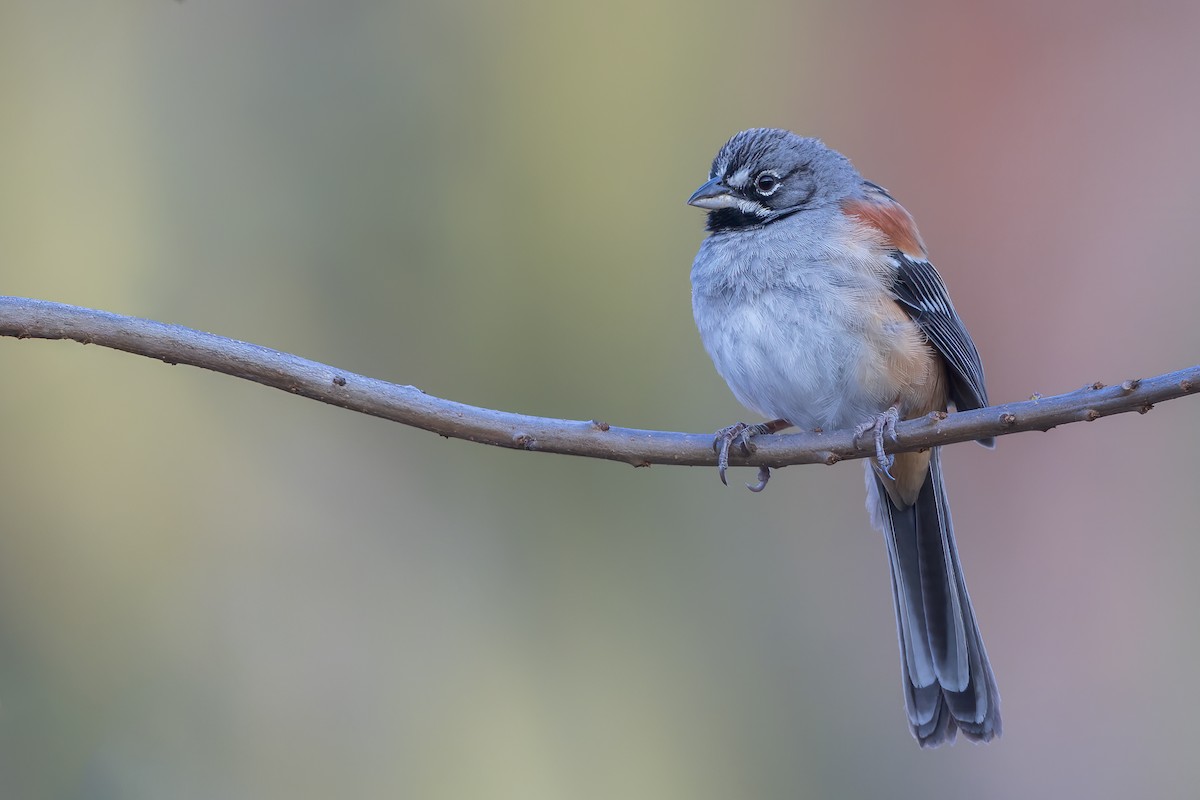 Bridled Sparrow - ML480472111