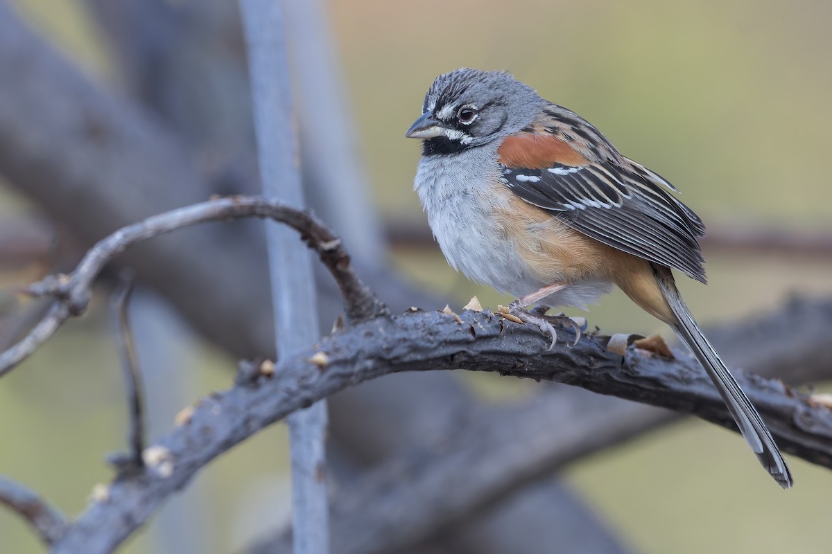 Bridled Sparrow - ML480472131