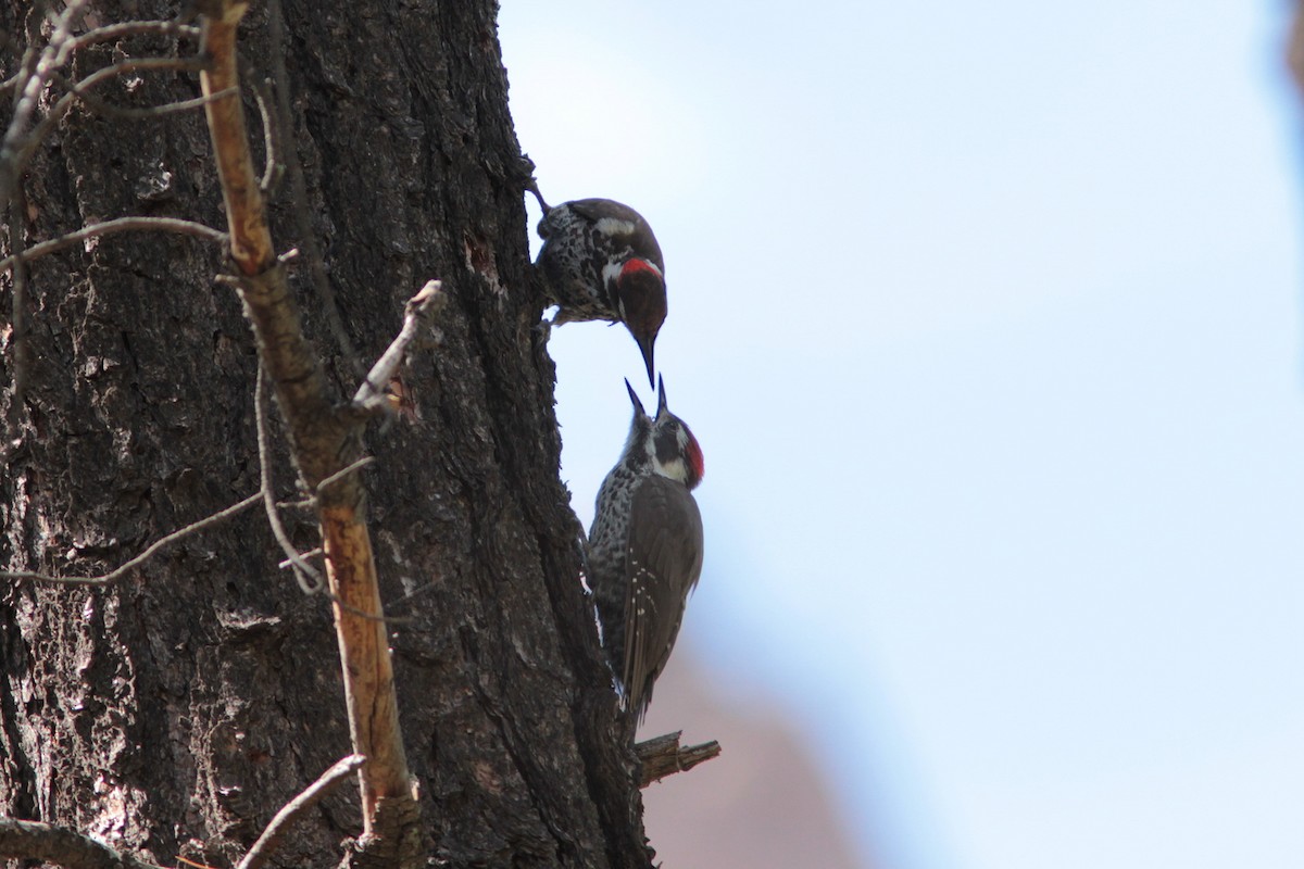 Arizona Woodpecker - ML480472241