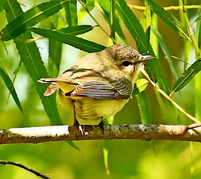 Ötücü Vireo - ML480472741