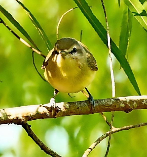 Warbling Vireo - Maciej  Kotlarski