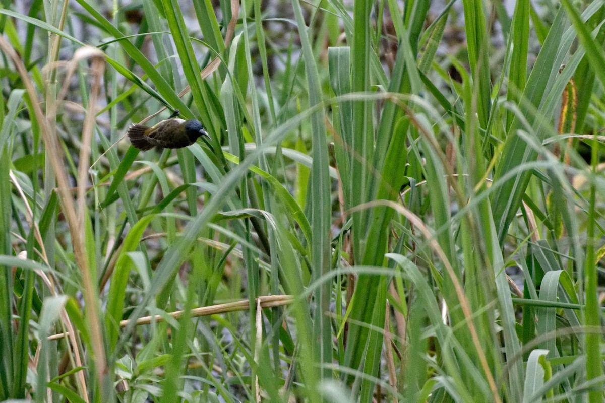 Grünkopf-Nektarvogel - ML480474031