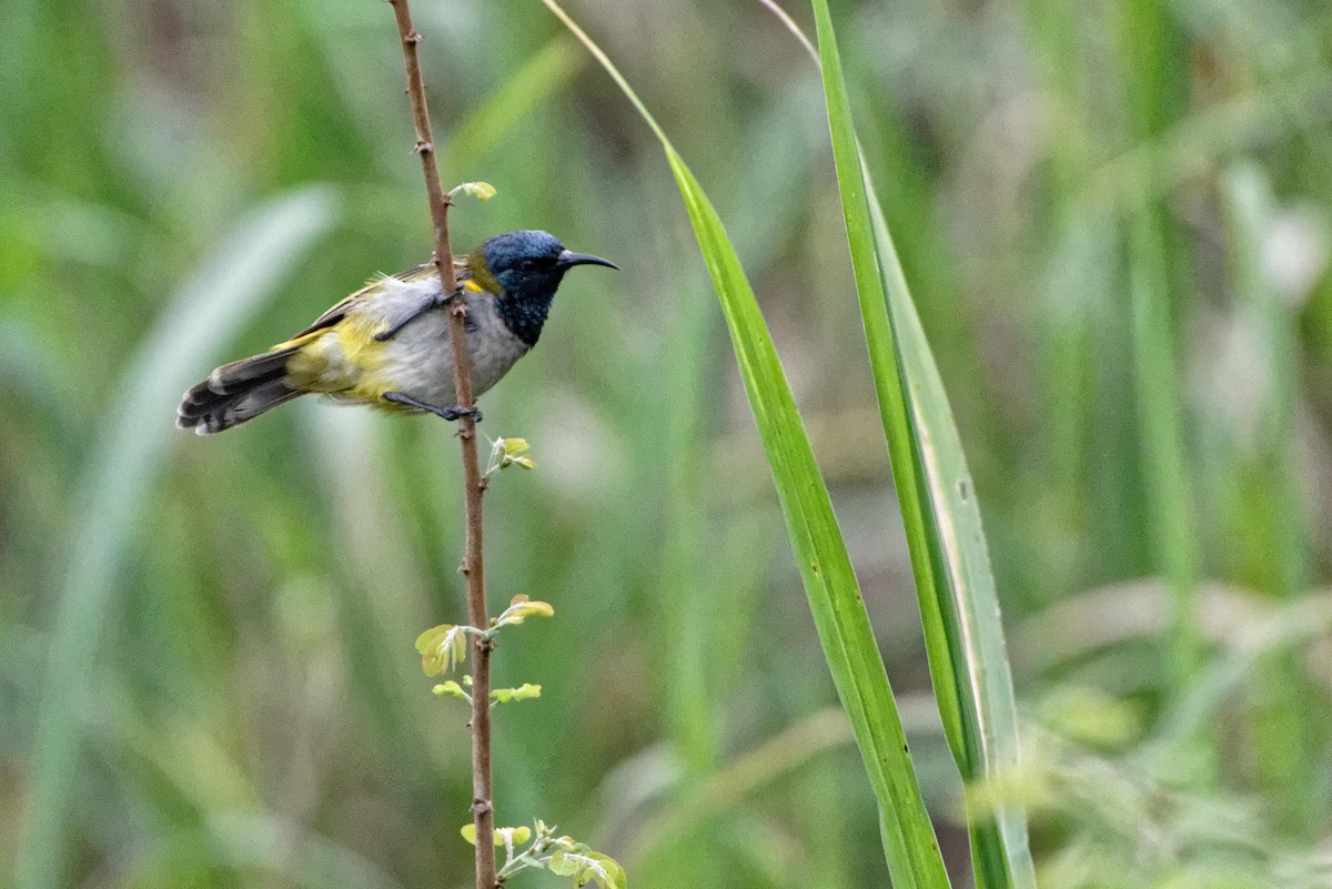 Grünkopf-Nektarvogel - ML480474041