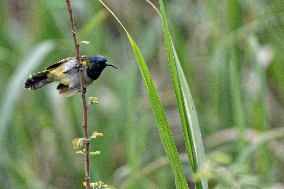 Grünkopf-Nektarvogel - ML480474051