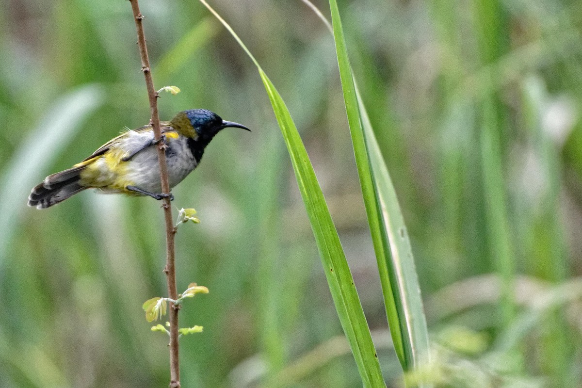 Grünkopf-Nektarvogel - ML480474061