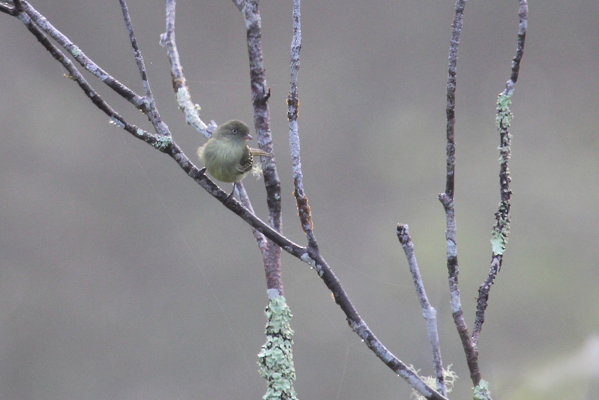 Mishana Tyrannulet - Alexander Lees
