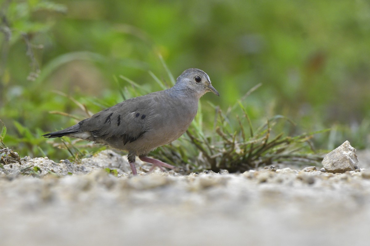 Plain-breasted Ground Dove - ML480478131