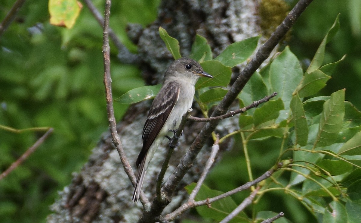 Eastern Wood-Pewee - ML480479391