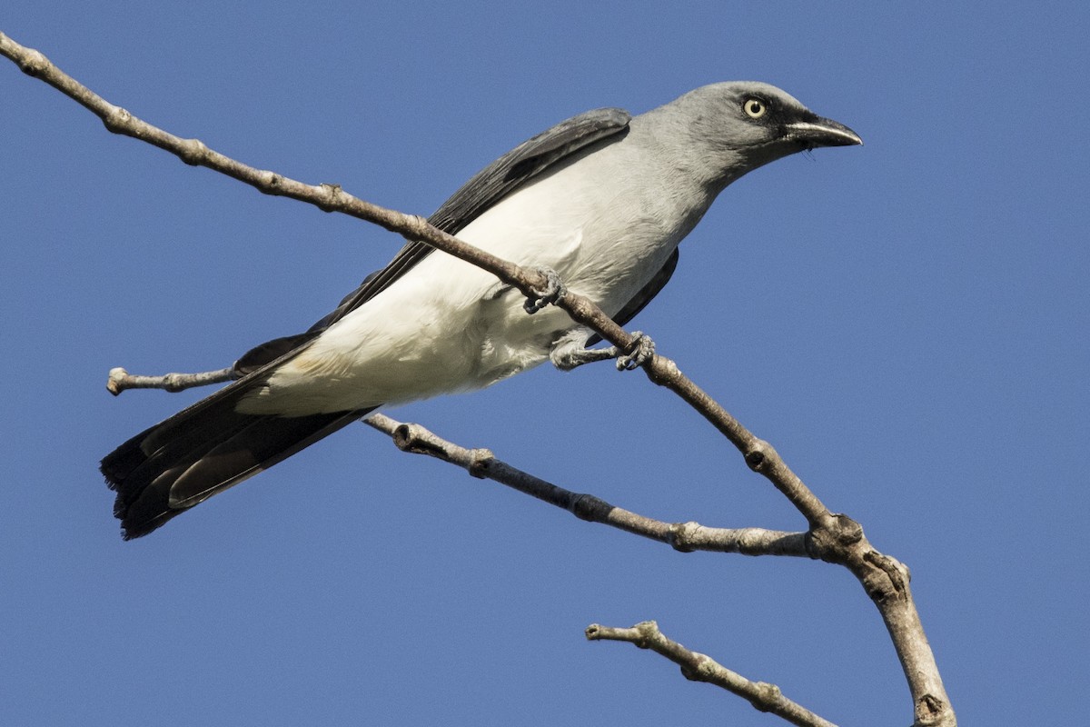 White-rumped Cuckooshrike - ML480480531