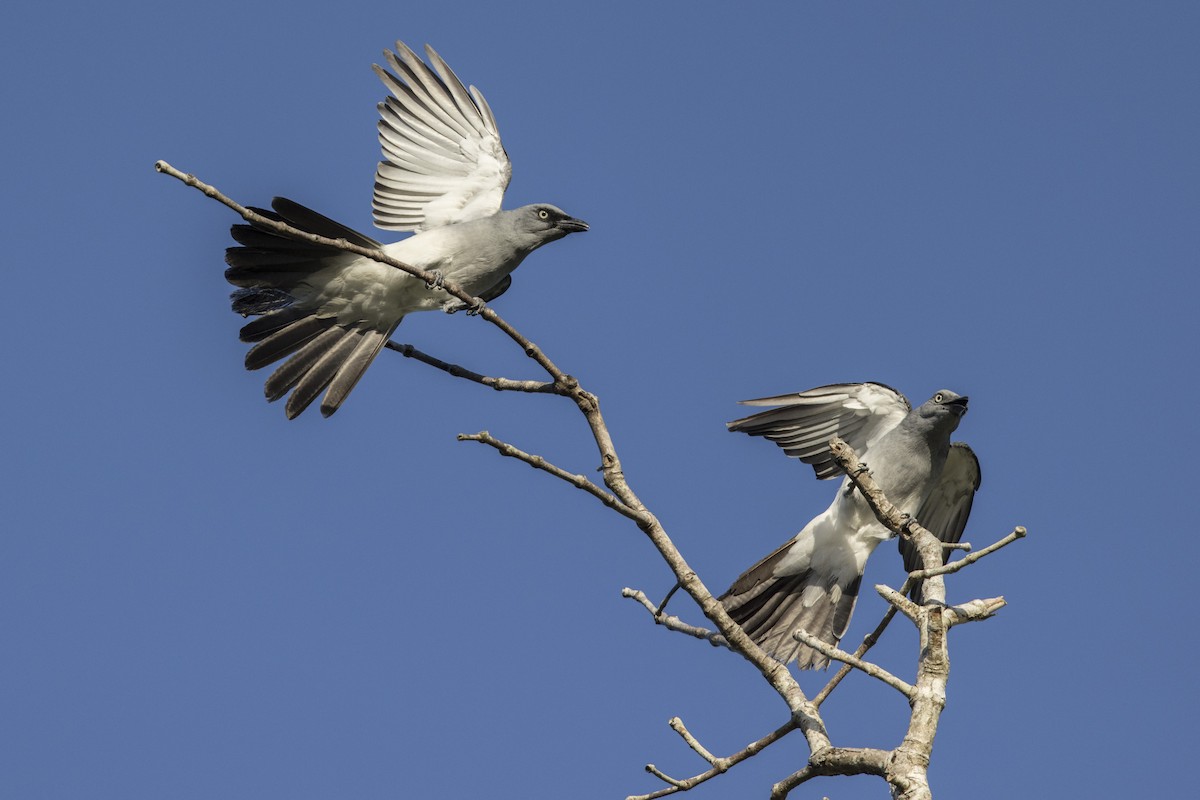 White-rumped Cuckooshrike - ML480480541