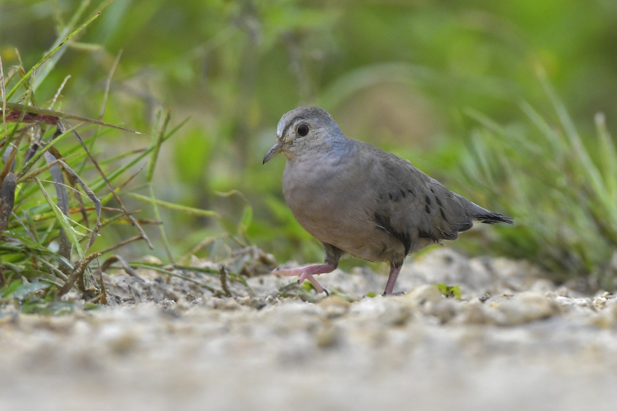 Plain-breasted Ground Dove - ML480480901