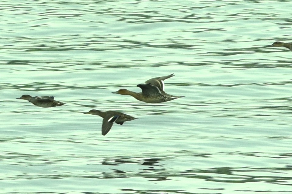 Northern Pintail - ML480481141