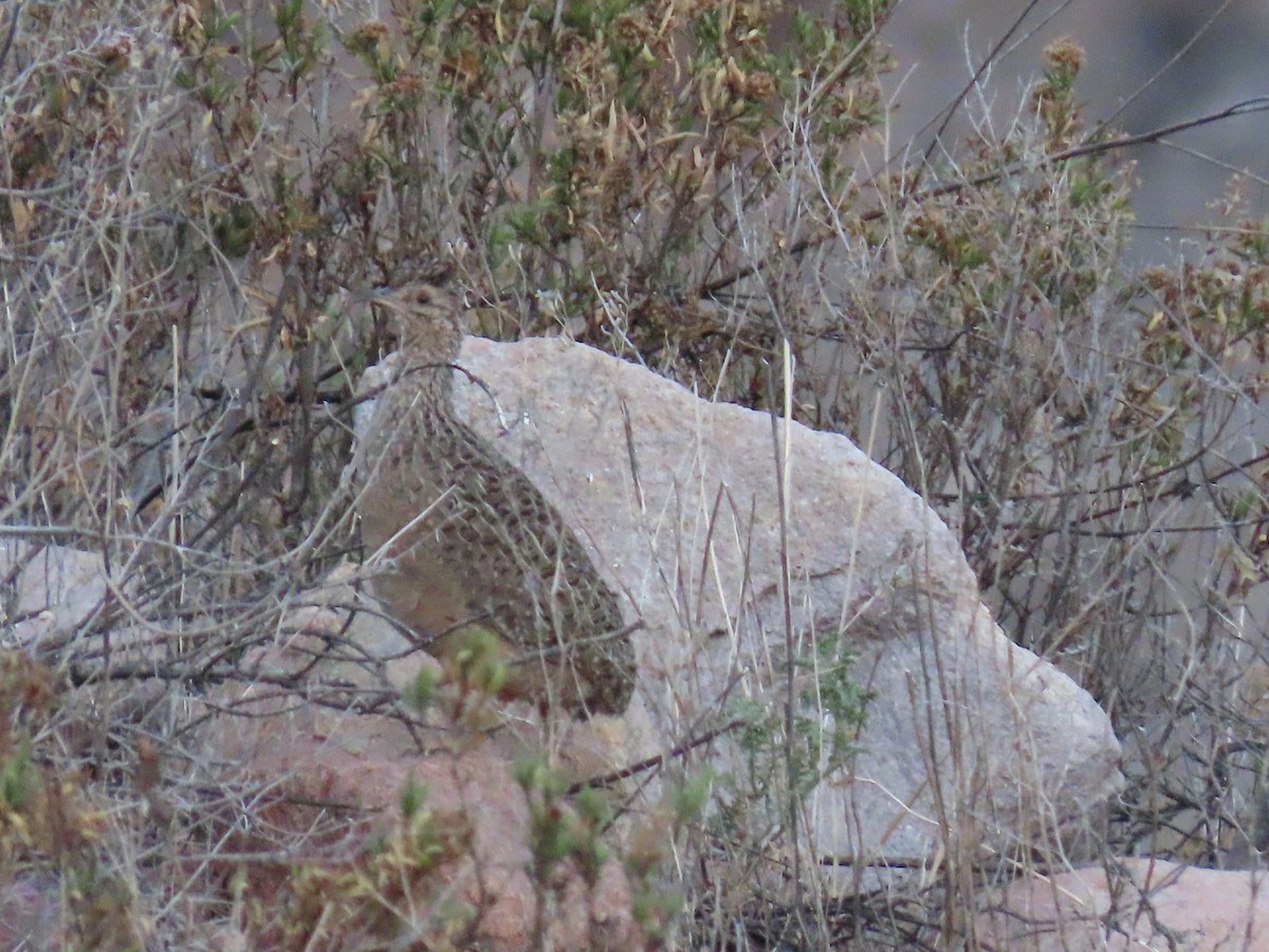 Tinamou des Andes - ML480481911