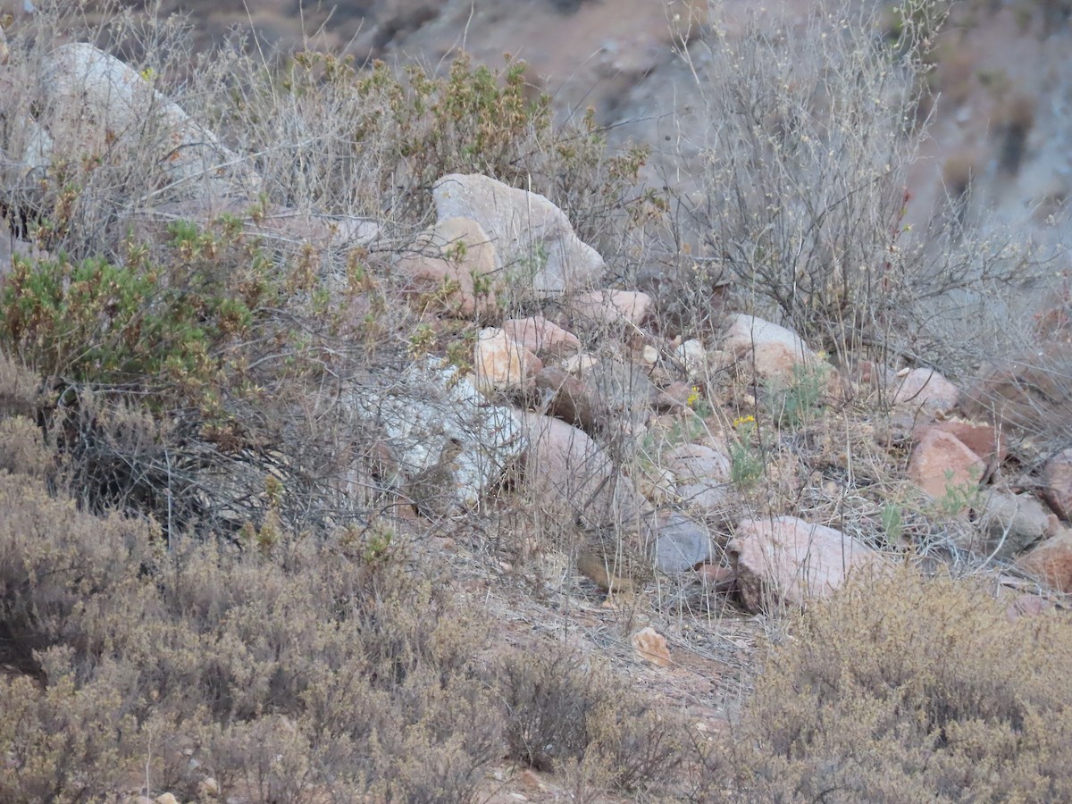 Andean Tinamou - ML480481971