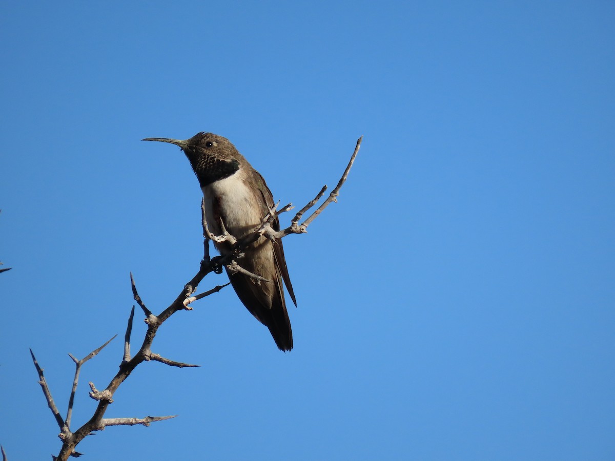 Andean Hillstar - ML480482031