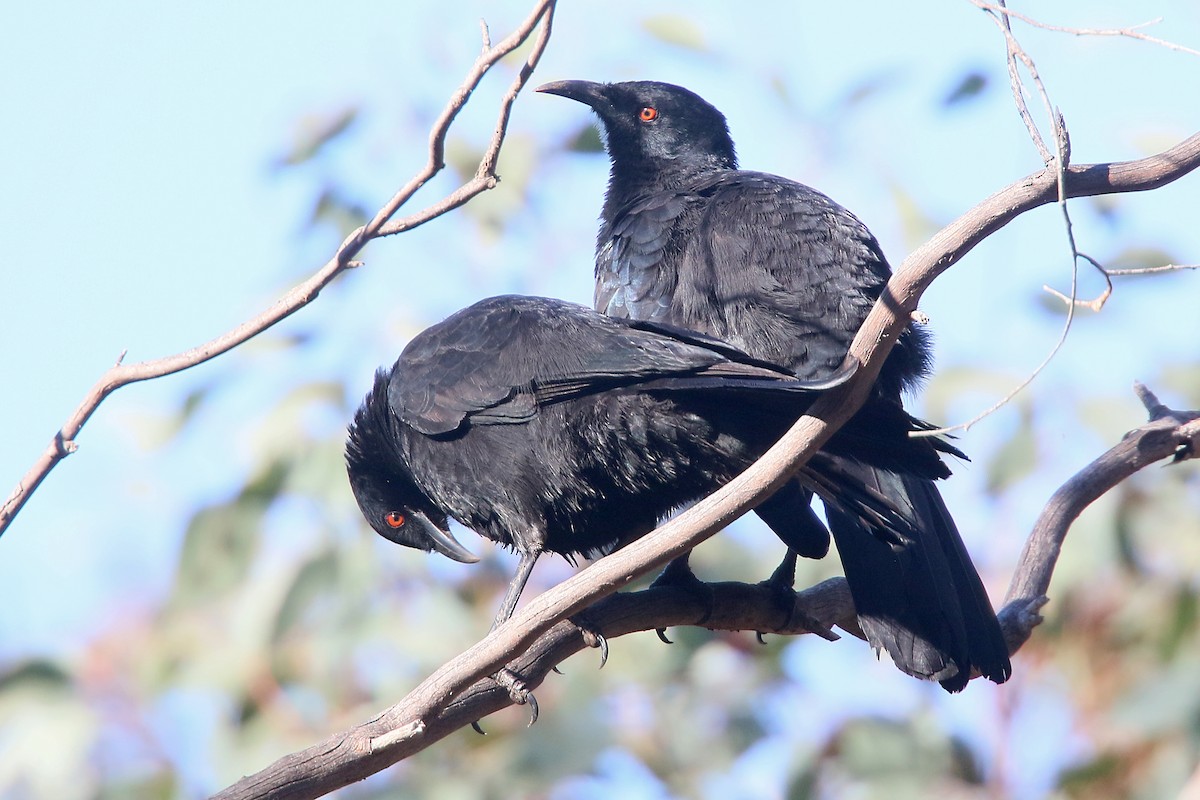 White-winged Chough - ML480482781