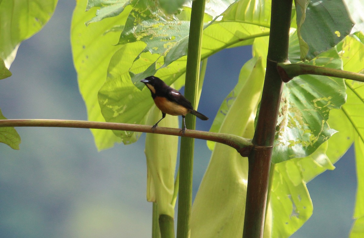 Yellow-crested Tanager - ML48048321