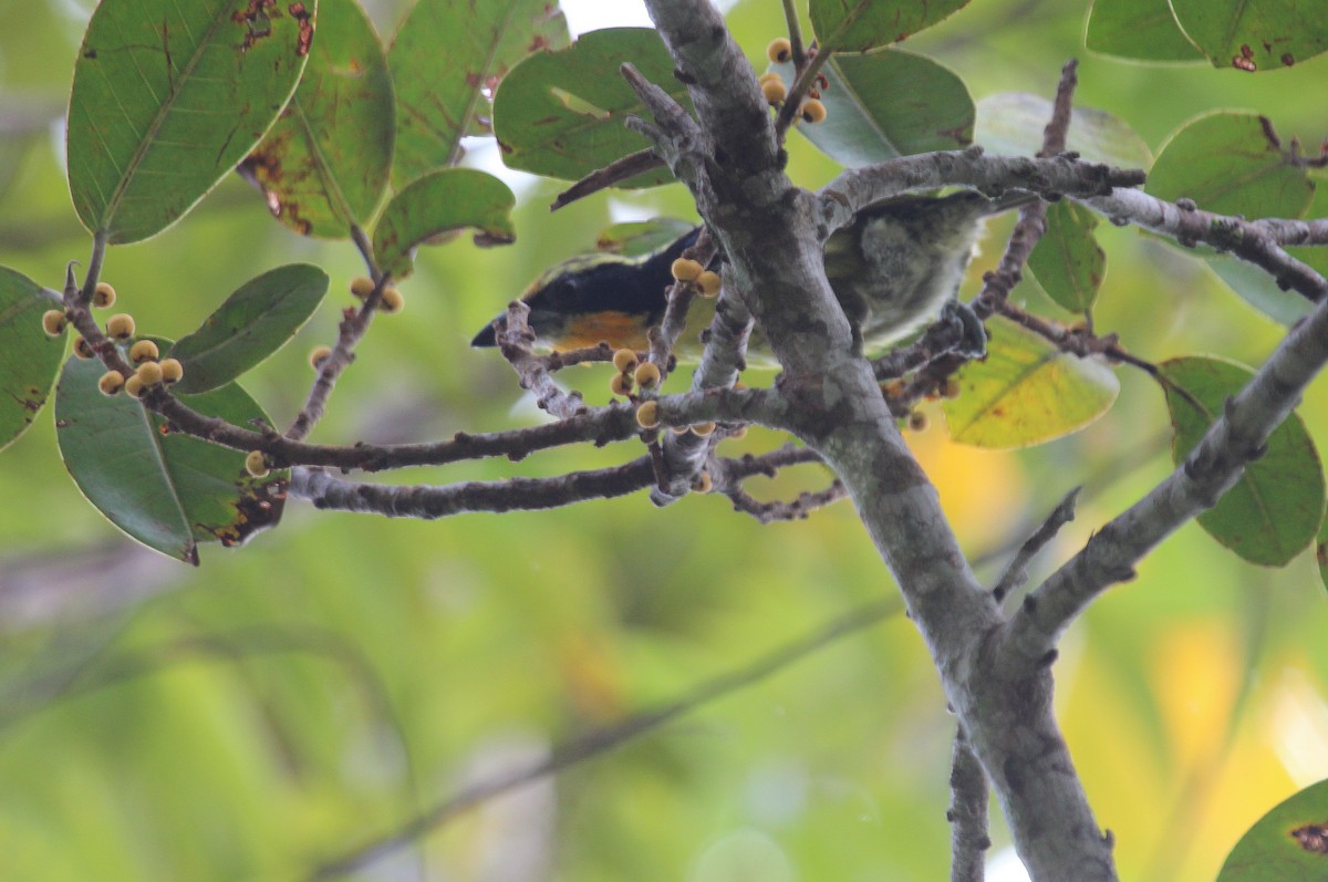 Gilded Barbet - ML48048361